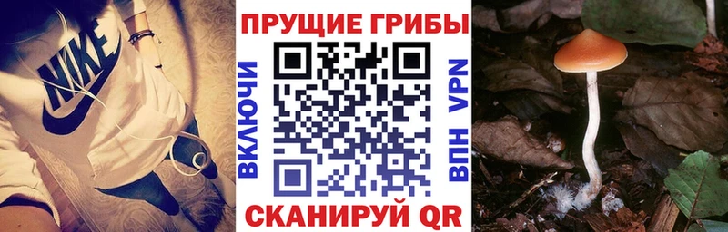 магазин    Самара  Псилоцибиновые грибы Psilocybe 